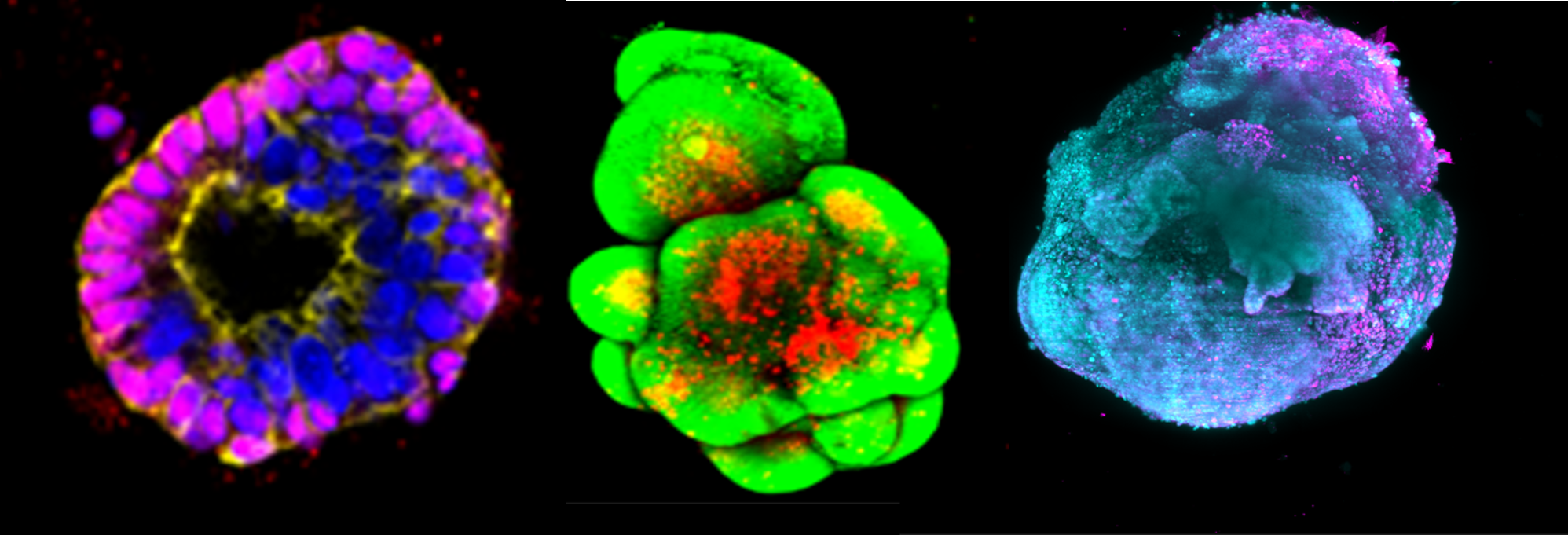 Tissue Models and Organoids